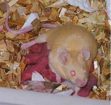 gingermousewithbabies.jpg
